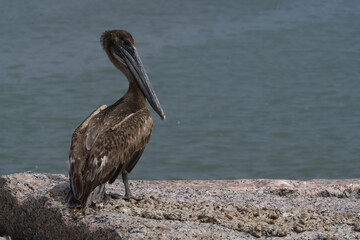 Brown Pelican Resting on a Seawall by the Ocean