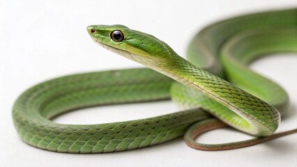 Obraz premium Asian Vine Snake on studio background 