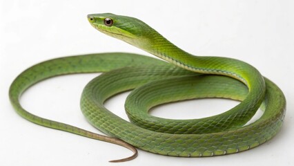 Asian Vine Snake on studio background
