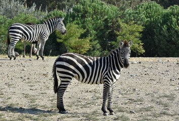 animals, photos of wild zebras
