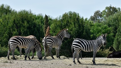 animals, photos of wild zebras
