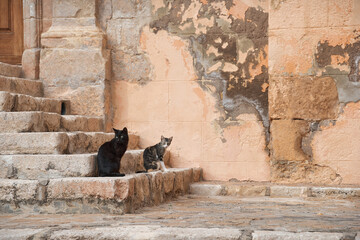 Stray cats on ancient stone stairs