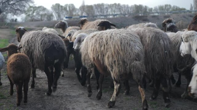 Grazing flock of fat-tailed sheep and young lambs in the pasture walk along the road at sunset. Sheep grazing outdoors. Halal meat. The camera follows the flock walking along the road