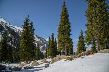 snow covered trees