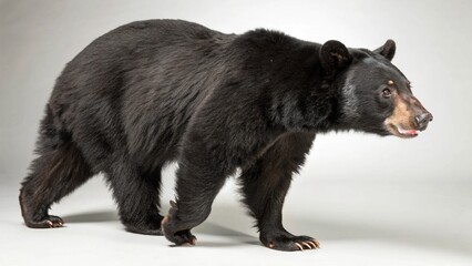Fototapeta premium Asiatic Black Bear on studio background 