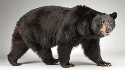 Fototapeta premium Asiatic Black Bear on studio background 