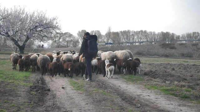 A teenage boy herding a flock of sheep and driving the cattle with a cane walking behind the herd. A teenage shepherd tending to cocked sheep. Halal meat for Muslims. Sheep farming