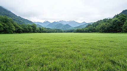 Obraz premium Vast green meadow peaceful landscape serene nature scene