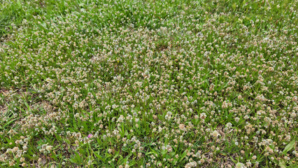Plantago lagopus, hare's-foot plantain, is a low-growing annual with hairy, lance-shaped leaves and dense, woolly flower spikes resembling a rabbit's foot.