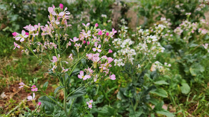 Blossoms of the radish in a garden in april