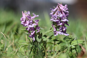 Fumewort (Corydalis solida) with purple flowers. Flowering plant in spring garden
