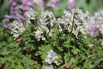 Fumewort (Corydalis solida) with white flowers. Flowering plant in spring garden
