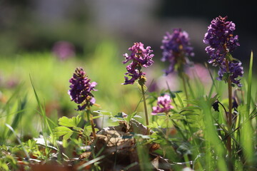 Fumewort (Corydalis solida) with purple flowers. Flowering plant in spring garden