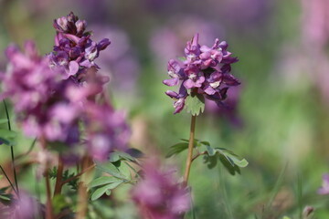 Obraz premium Fumewort (Corydalis solida) with purple flowers. Flowering plant in spring garden