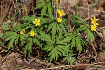 Flowering yellow wood anemone (Anemone ranunculoides) plant in spring garden