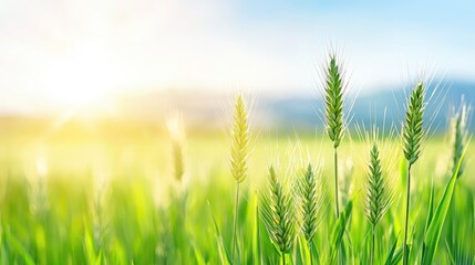 Fototapeta premium Vibrant green wheat field under sunny sky nature scene agriculture healthy living