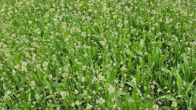 Plantago lagopus, hare's-foot plantain, is a low-growing annual with hairy, lance-shaped leaves and dense, woolly flower spikes resembling a rabbit's foot.