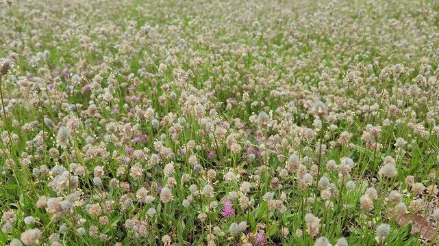 Plantago lagopus, hare's-foot plantain, is a low-growing annual with hairy, lance-shaped leaves and dense, woolly flower spikes resembling a rabbit's foot.