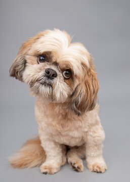 Close-up portrait of a cute shih tzu sitting in front of a grey background with its head cocked