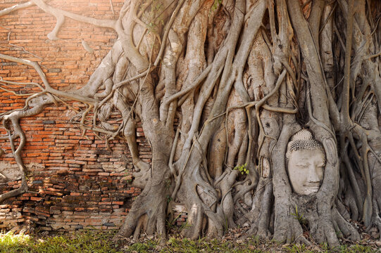 Roots of a tree growing around an Ancient sandstone Buddha Head, Wat Phra Mahathat temple, Ayudthaya, Thailand