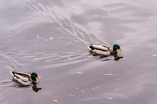 Close-up of two male ducks swimming in the Vltava river, Prague, Czech Republic