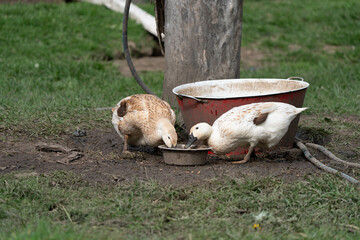 Two ducks standing by a food bowl eating in a garden, British Columbia, Canada