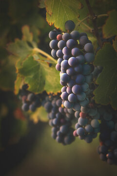 Close-up of bunches of purple grapes hanging on a grapevine in a vineyard, Temecula, California, USA