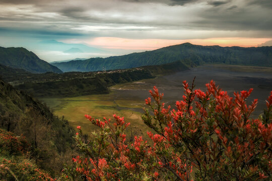 Flowers growing in a Volcanic landscape, Bromo Tengger Semeru National Park, East Java, Indonesia