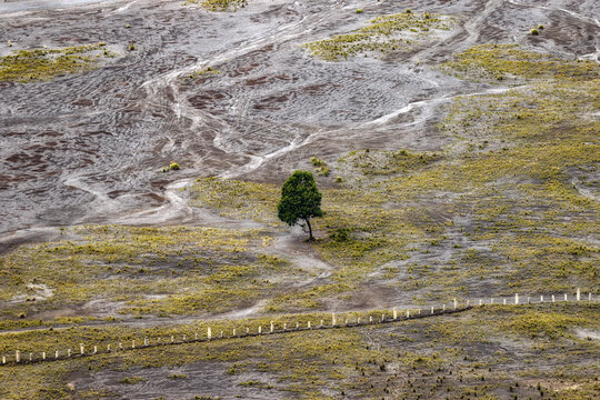Aerial view of a Lone tree, Bromo Tengger Semeru National Park, East Java, Indonesia