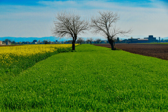 Two trees growing in Rapeseed and wheat fields, Po Valley, San Giuliano Vecchio, Alessandria, Piedmont, Italy