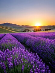 Naklejka premium Lavender Field Sunset Landscape - Serene sunset over a vast lavender field, rolling hills, and a distant farmhouse. Peaceful and idyllic countryside scene
