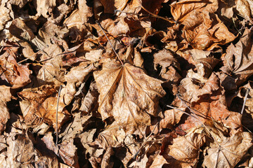 Dry autumn leaves texture. Fallen brown foliage. Seasonal forest floor. Natural leafy pattern. Crunchy and crisp look. Close-up macro view. Autumnal background. Nature detail scene.