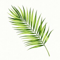 Elegant green palm branch on a light background. Clear lines of leaves conveying a tropical mood. Object isolation, botanical illustration.