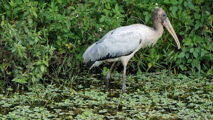 Wood stork (Mycteria americana) foraging in a ditch in Fort Lauderdale, Florida, USA