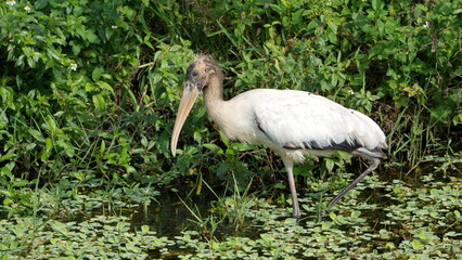 Wood stork (Mycteria americana) foraging in a ditch in Fort Lauderdale, Florida, USA