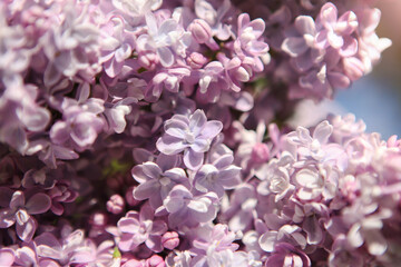 Beautiful purple background from lilac flowers close-up.