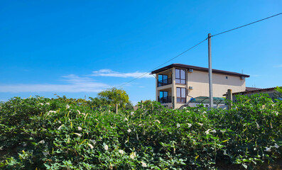 A beautiful small guest house against the background of the blue sky behind a green hedge.