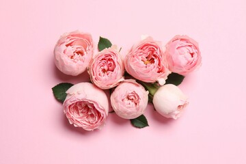 Beautiful pink peony roses on a color background
