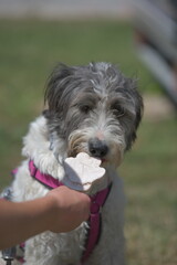 Mischling frisst hundeeis