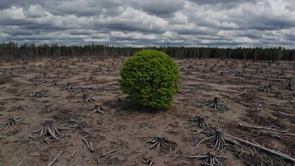 Lone healthy tree stands amid cleared forest landscape under dramatic clouds. Powerful environmental statement about deforestation and nature conservation