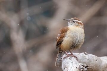 Carolina wren (Thryothorus ludovicianus) singing in spring