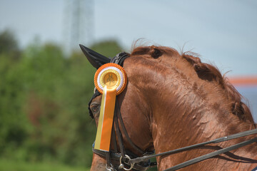 Gewinner © ScullyPictures