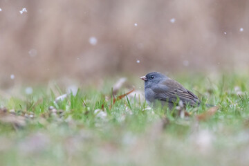  dark-eyed junco (Junco hyemalis) in early spring