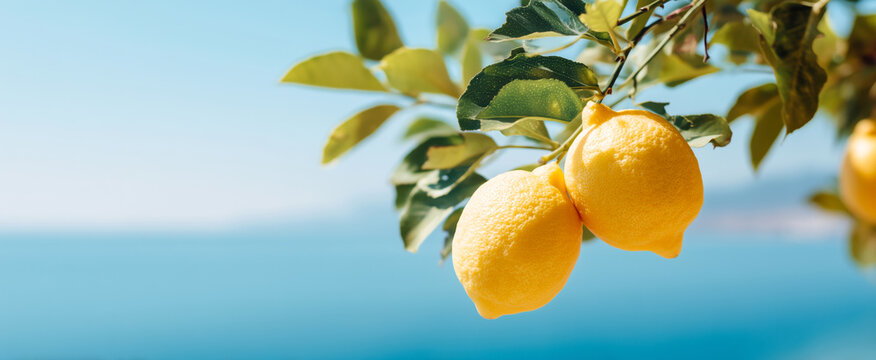 Panoramic image of  yellow bright ripe lemons on the tree on the blue sky background