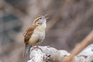 Carolina wren (Thryothorus ludovicianus) singing in spring