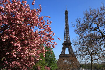Paris au printemps, vue la tour Eiffel avec un cerisier du Japon (Prunus serrulata) à fleurs roses au premier plan (France)