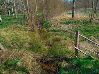 Leśny strumień wypełniony powoli płynącą wodą. W lustrzanej powierzchni wody odbijają się niebo i okoliczne drzewa. © boguslavus