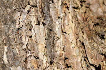 Close up tree bark texture as a wooden background