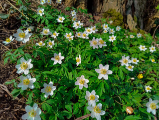 Wiosenny dzień. Zakwitły zawilce, ich białe kwiaty tworzą białe kobierce na łąkach i w zagajnikach. © boguslavus