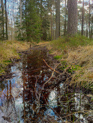 Leśny strumień wypełniony powoli płynącą wodą. W lustrzanej powierzchni wody odbijają się niebo i okoliczne drzewa.